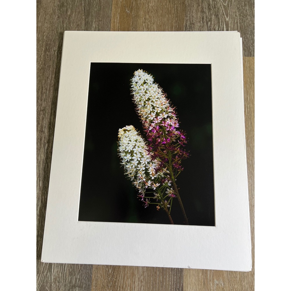 Floral Photo artwork 16x20 White Purple Wildflower Matted Art
